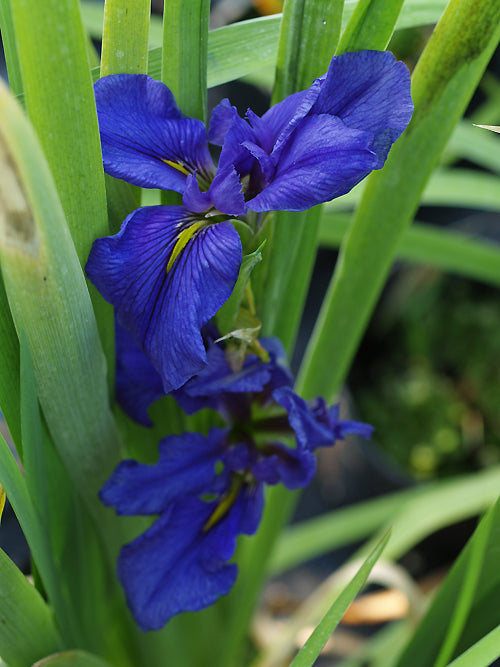 IRIS 'SINFONIETTA'