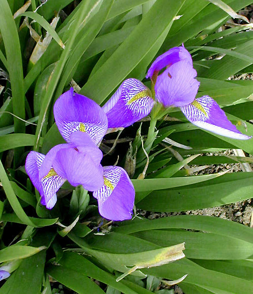 IRIS LAZICA 'JOY BISHOP'