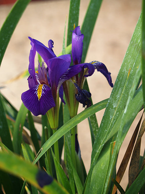 IRIS LAZICA 'PRIMROSE UPWARD'