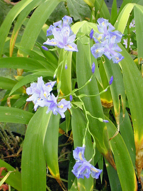 IRIS CONFUSA 'MARTYN RIX'