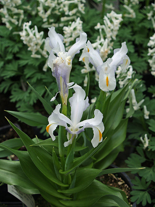 IRIS MAGNIFICA