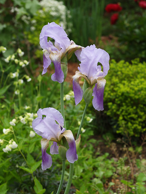 IRIS MESOPOTAMICA