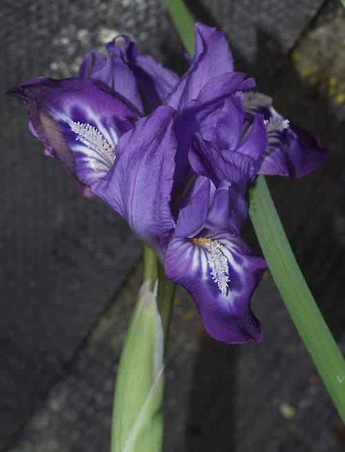 IRIS NARCISSIFLORA