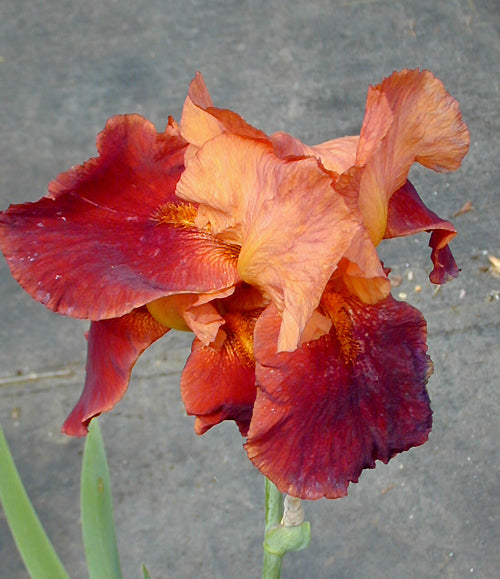 IRIS 'NATCHEZ TRACE'