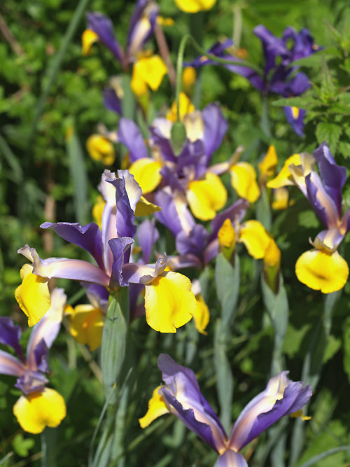 IRIS x HOLLANDICA 'ORIENTAL BEAUTY'