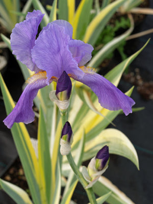 IRIS PALLIDA 'AUREA VARIEGATA'