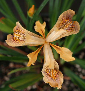IRIS orange pacific coast hybrid