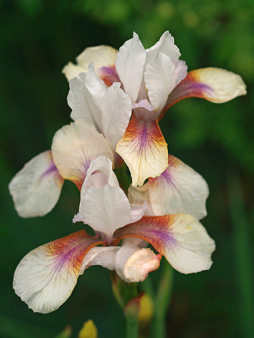 IRIS SIBIRICA 'PAGEANT'