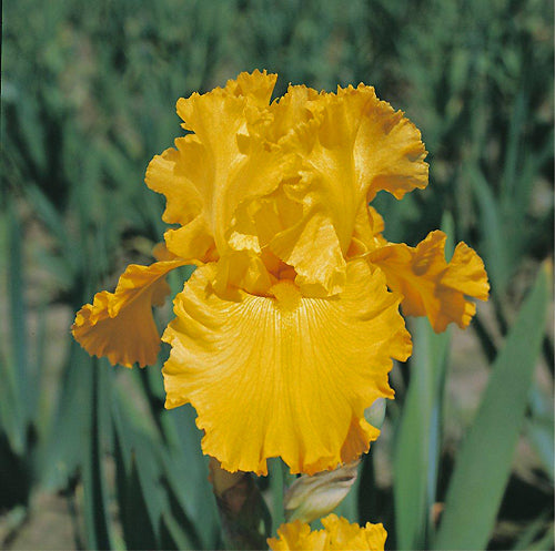 IRIS 'PURE AS GOLD'