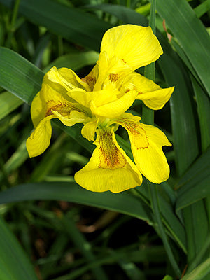 IRIS PSEUDACORUS 'FLORE PLENO'
