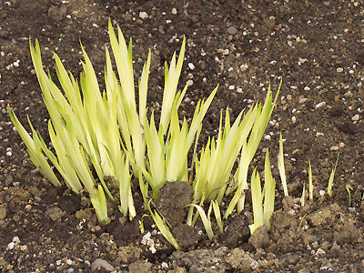 IRIS PSEUDACORUS 'GLORY OF AMLWCH'