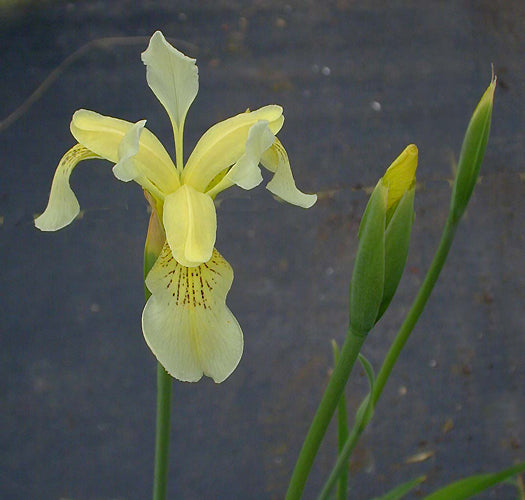 IRIS PSEUDACORUS 'MOONBEAM'