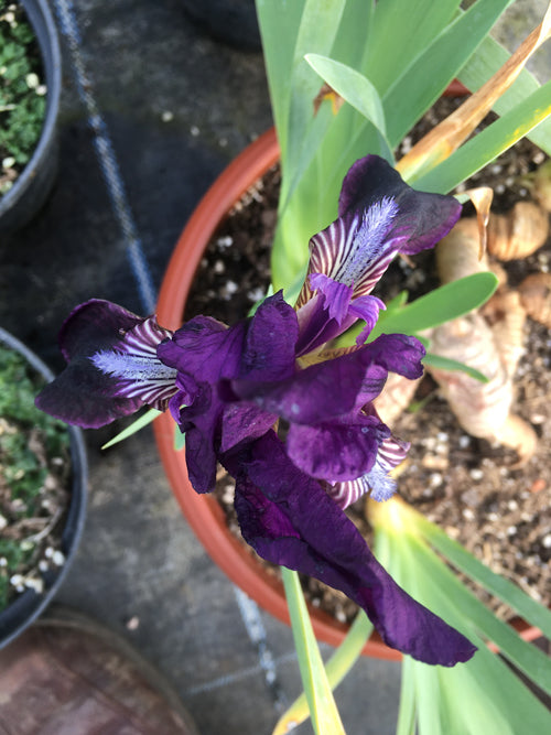 IRIS PSEUDOPUMILA