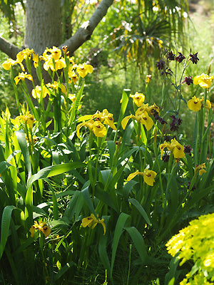 IRIS PSEUDACORUS 'ROY DAVIDSON'