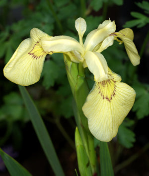IRIS PSEUDACORUS 'TURNIPSEED'