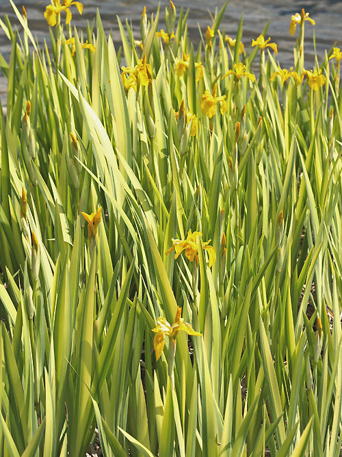 IRIS PSEUDACORUS 'VARIEGATA'