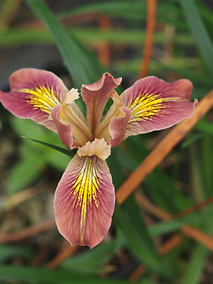 IRIS 'BROADLEIGH DOROTHY'