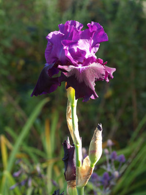 IRIS 'ROSALIE FIGGE'