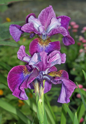 IRIS SIBIRICA 'ROARING JELLY'