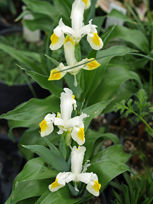 IRIS RUSSIAN KAVELGUARD