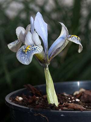 IRIS 'SHEILA ANN GERMANEY'