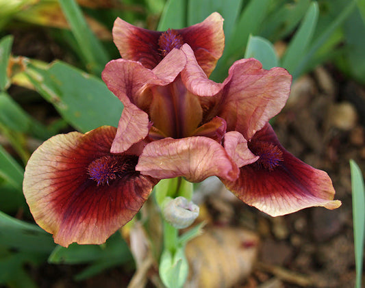 IRIS SB pinky brown