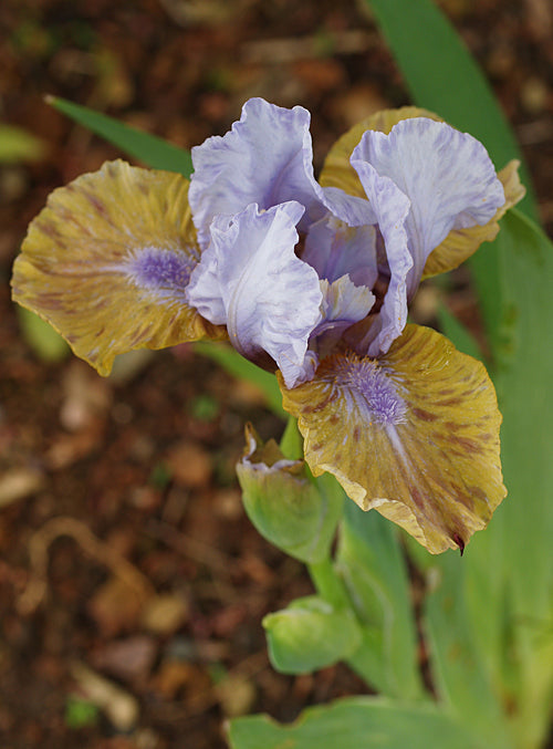 IRIS SB pale blue, buff falls