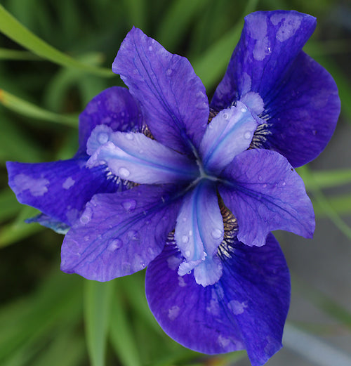 IRIS SIBIRICA 'MARILYN HOLMES'