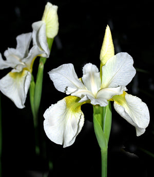 IRIS SIBIRICA 'MOON SILK'