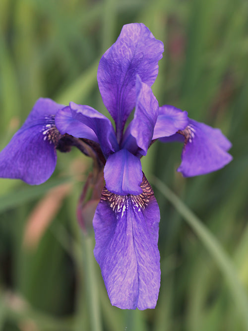 IRIS SIBIRICA 'MOUNTAIN LAKE'