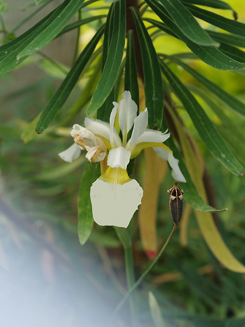 IRIS SIBIRICA 'PRIMROSE CREAM'