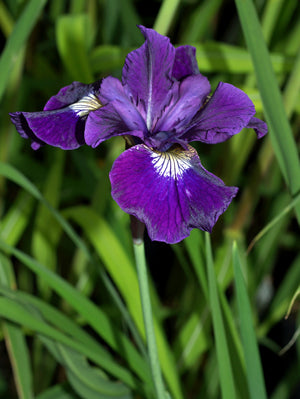 IRIS SIBIRICA 'REGENCY BUCK'