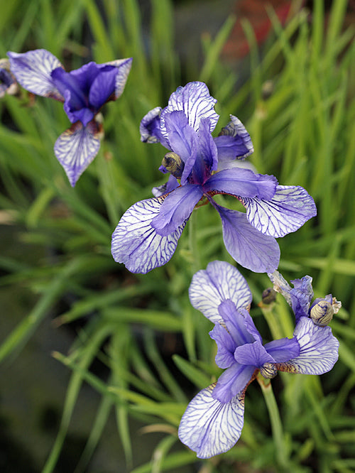 IRIS SIBIRICA 'FLIGHT OF BUTTERFLIES'