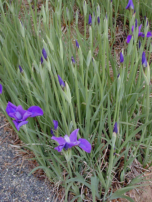 IRIS SIBIRICA 'INDY'
