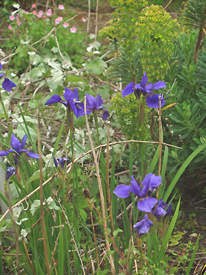IRIS SIBIRICA 'OCEAN WAVE'