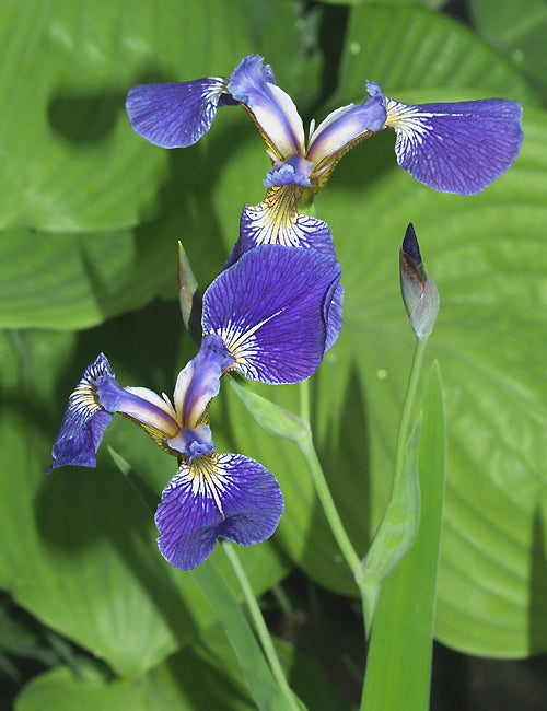 IRIS SETOSA