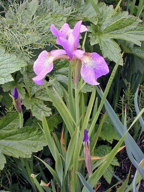 IRIS SIBIRICA 'SPARKLING ROSÉ'
