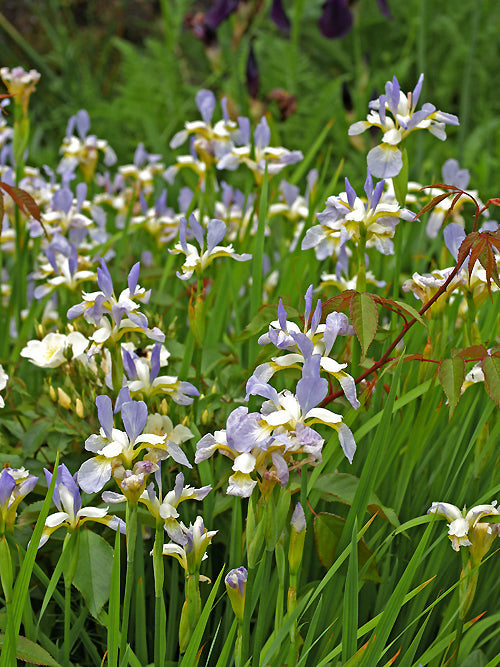 IRIS SIBIRICA 'SUMMER SKY'