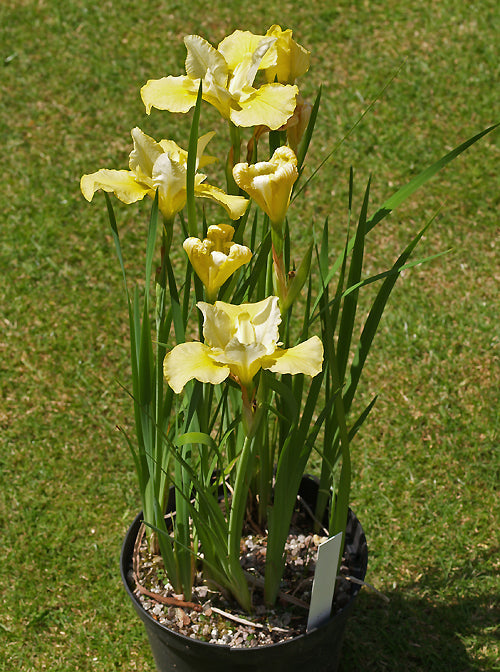 IRIS SIBIRICA 'SCRAMBLE'