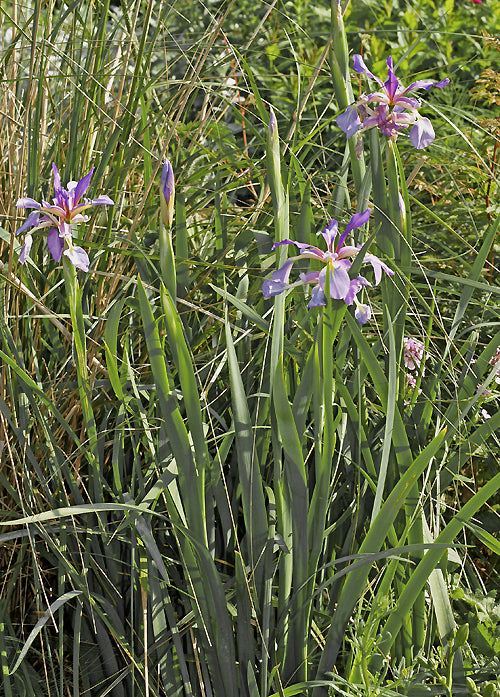 IRIS NOTHA CC 725