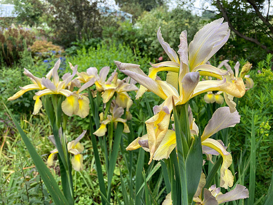 IRIS SPURIA 'MEDIA LUZ'