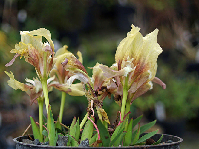 IRIS SUAVEOLENS HEVOLVUS GROUP