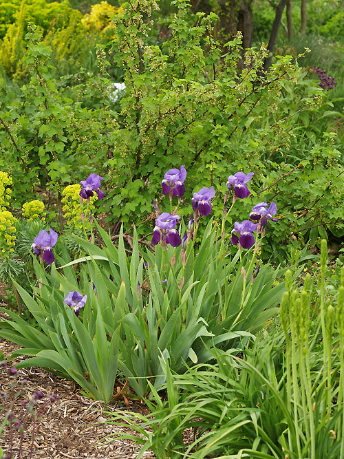 IRIS GERMANICA