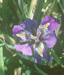 IRIS UNGUICULARIS 'BOB THOMPSON'
