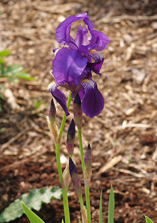 IRIS VAR.IB