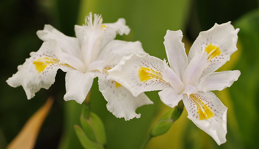 IRIS 'NADA'