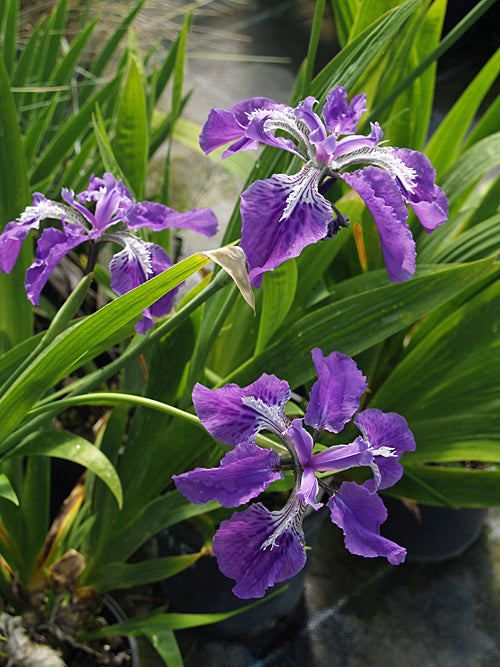 IRIS TECTORUM