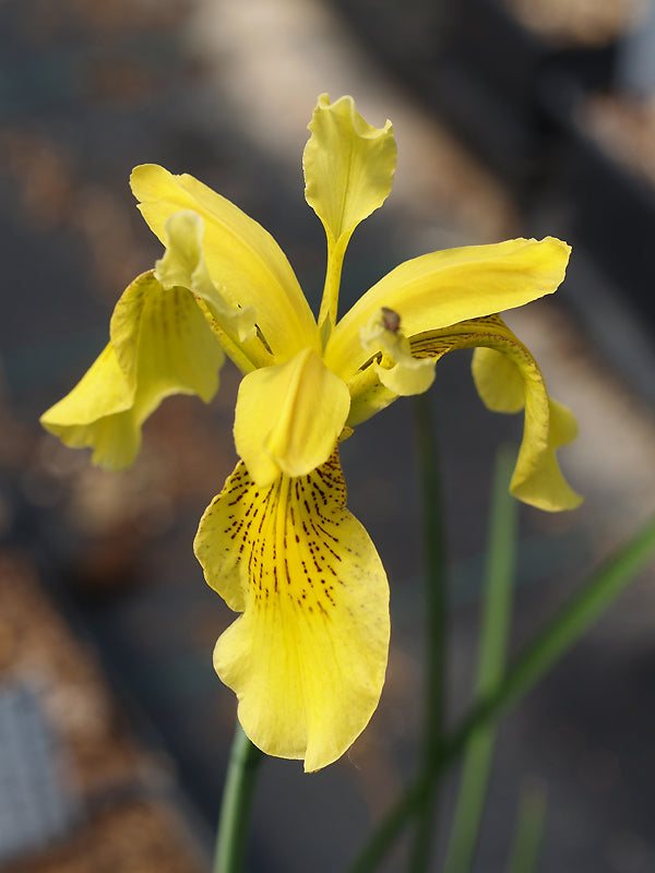 IRIS WILSONII