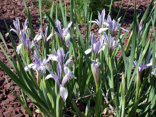 IRIS LACTEA CC 3768