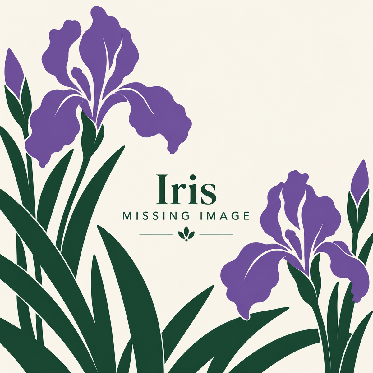 Iris plants for sale